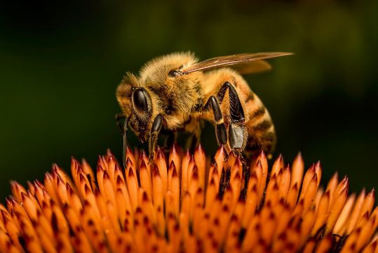 Las Abejas Europeas y el Cambio Climático: Una Evaluación Detallada