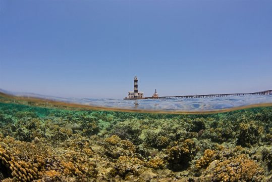 How Egypt’s ‘Super Corals’ Are Standing Up to Rising Ocean Temperatures