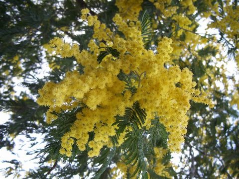 La Acacia Dealbata: Una Plaga Gallega que Invierte el Ecosistema