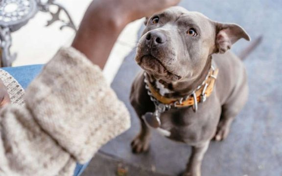Novo Estudo Revela Pistas Sobre o Envelhecimento de Cães de Raças Grandes