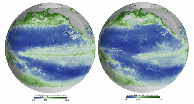 El Niño e a Cor do Oceano: Uma Ameaça à Vida Marinha