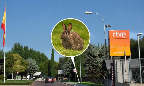 RTVE Paga 7.260 Euros por Controlar Conejos Silvestres en su Centro de Majadahonda