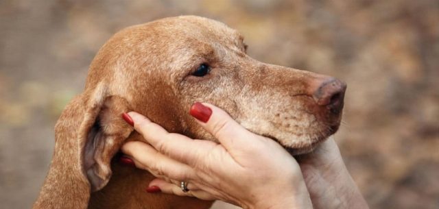 Acariciar o seu cão ajuda a proteger o corpo contra o estresse diário