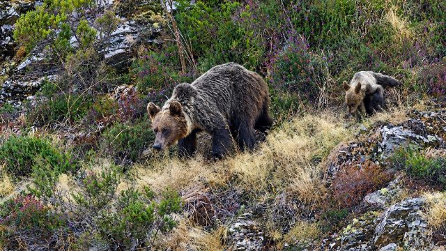 Expandición del Oso Pardo en la Península Ibérica: Estudio Detallado