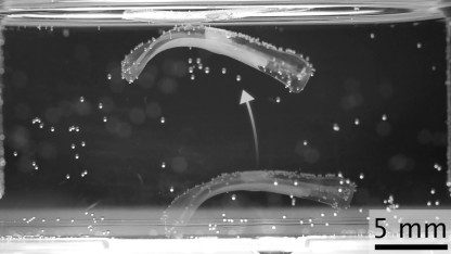 Biohybrider Muskel: Ein neues Kraftmittel