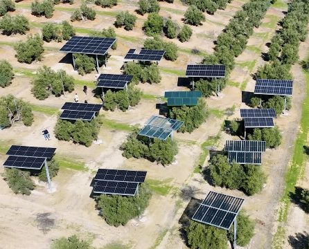 Una aceitera de Jaén coloca más de 5.150 placas solares a más de cuatro metros de altura sobre un olivar en producción para que la cosechadora pueda seguir pasando por debajo