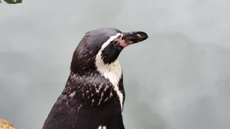 Was Linux 7.3 bei Grafikspeicher, Scheduling und Dateisystemen verbessert